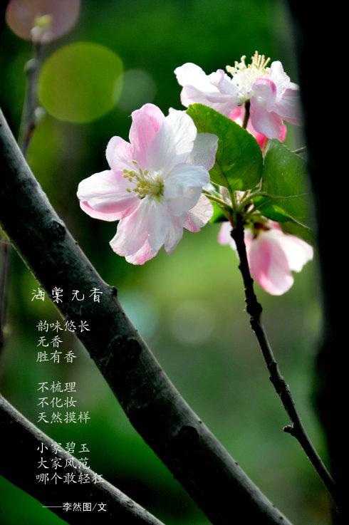 有关海棠花并带海棠花诗的手抄报 古诗的手抄报