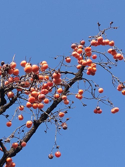 火红的柿子挂满枝头,在这深秋的蓝天里,怒放着绚丽的色彩.