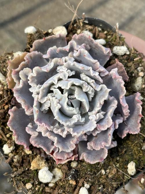 沙漠之星,多肉植物,景天_多肉植物_包菜_多肉控_家居家装_家居装饰