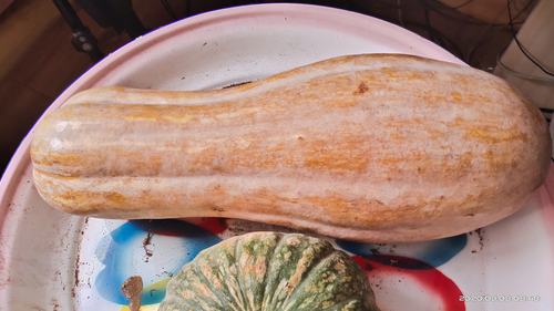 要买老南瓜,越老越好吃!