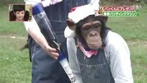 黑猩猩小庞
