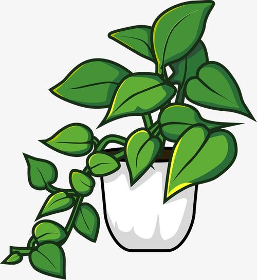 实拍室内绿萝植物png