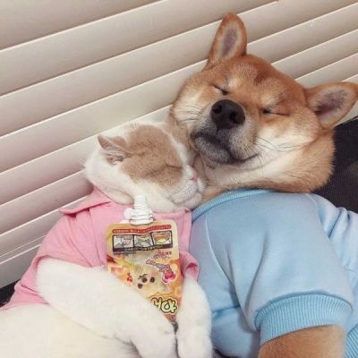 动物情侣头像猫狗一对 非常可爱的猫狗情侣头像大全