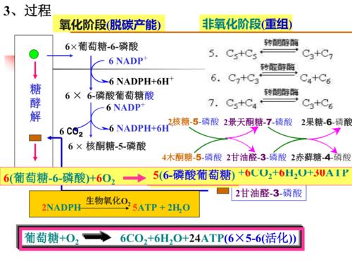 第25章磷酸戊糖途径和糖的其他代谢途径