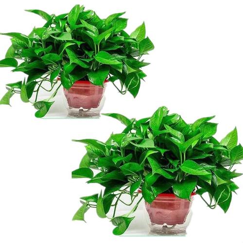 绿萝盆栽室内植物吸甲醛进化空气水培绿植懒