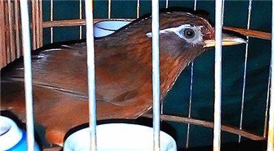 极品画眉鸟图片欣赏