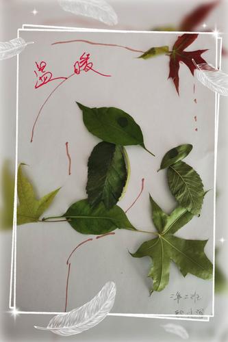 二年级上语文《树之歌》课外实践作业——制作树叶标本(树叶画)
