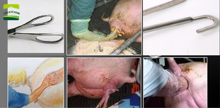 母猪难产助产钳不锈钢兽用大型动物难产助产钩助产绳兽医养殖专用