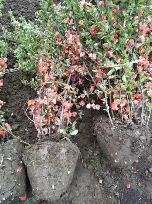 贴梗海棠苗价格 贴梗海棠小苗基地批发