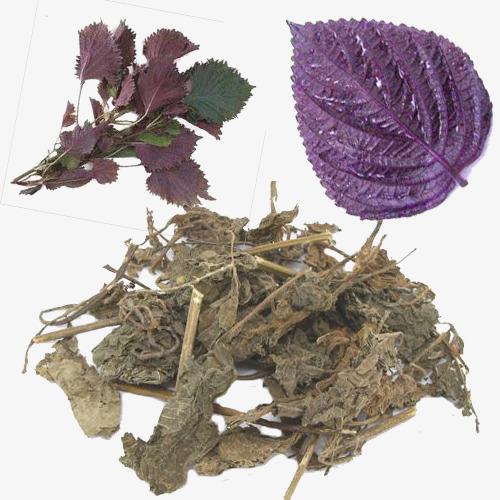 紫苏叶药材
