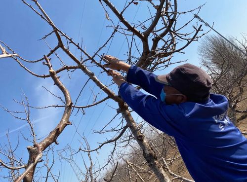 防疫春耕两不误沙古堆村基本完成樱桃树剪枝土专家全程指导