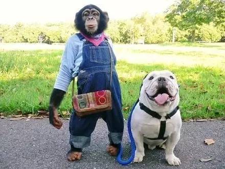 斗牛犬詹姆斯和猩猩小庞万物有灵有些友谊超乎想象