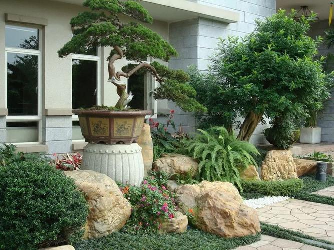 家有罗汉松,世代不受穷,旺财又镇宅