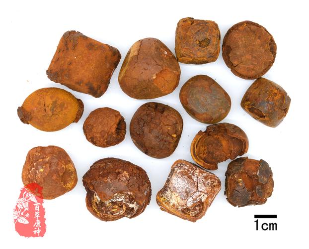 首页 中药数字标本馆 牛黄                                   牛黄