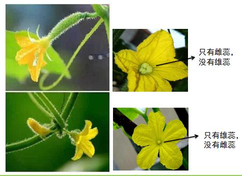 同学们一定发现了,番茄花有雄蕊和雌蕊,而黄瓜花雄蕊和雌蕊不在一朵花