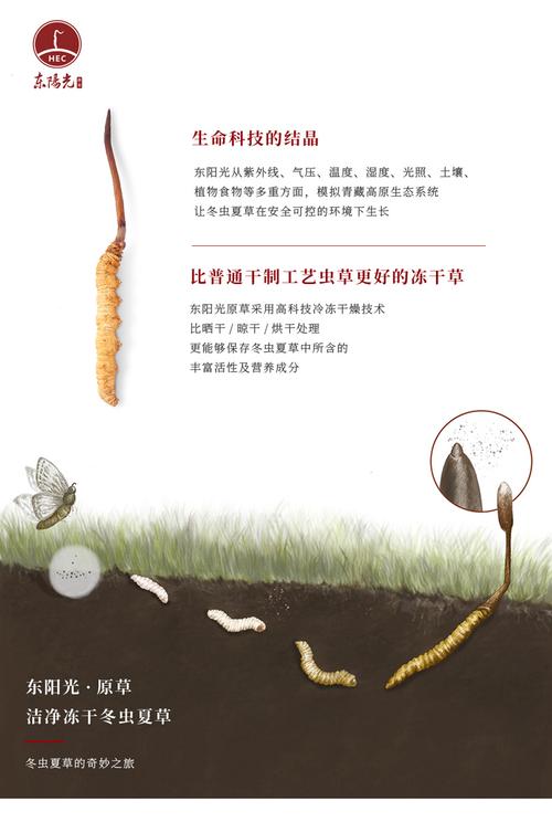 东阳光冬虫夏草5g/约25根aa级送礼瓶装虫草原草正品净制冻干_7折现价