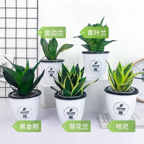 绿航绿萝虎皮兰盆栽室内办公室水培绿植桌面植物吸除甲醛空气净化小