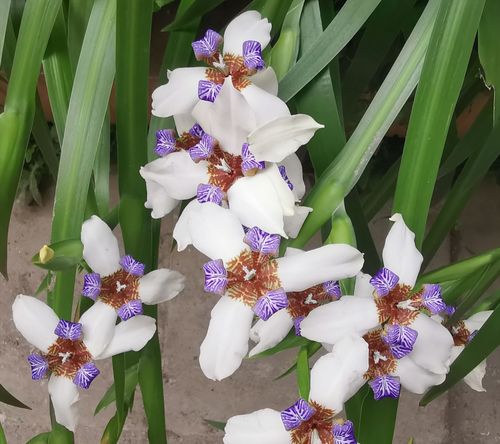 请欣赏鸢尾花又称新泽仙花玉蝴蝶,是极具观赏价值的景观植物.