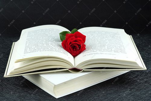 玫瑰花书本摄影图