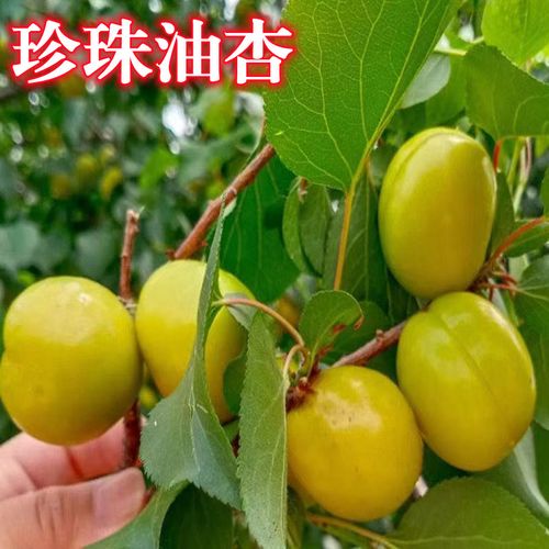 新品种珍珠油杏树苗嫁接新品种杏子果树苗南方北方种植 当年结果