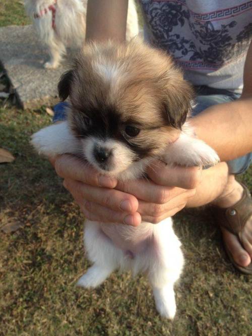 (赠送)满2月京巴蝴蝶串求主人