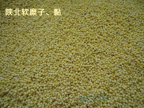 陕北软糜子大黄米 黍米 软米杂粮黄馍馍黄糯米 端午粽子 素食