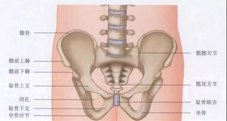 骨盆解剖骶骨尾骨髂骨坐骨耻骨