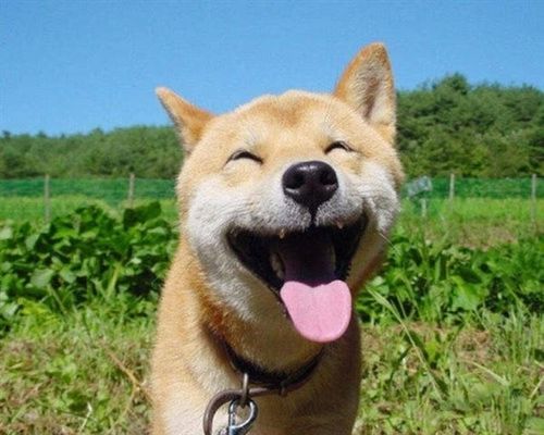 还记得这张表情包吗?这只灿烂微笑的柴犬走了