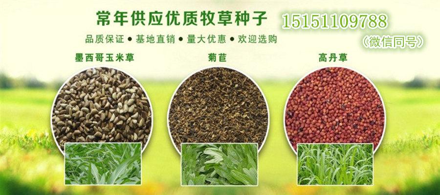 武宁护坡草籽俄罗斯饲料菜种子什么时候上市