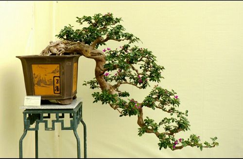 悬崖式树木盆景造型特点!