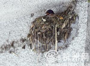 燕子为什么在屋檐下筑巢