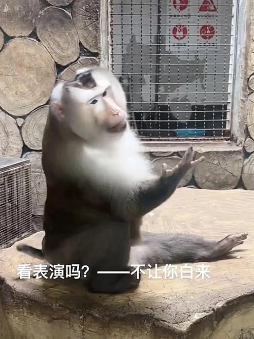 黔灵山小老费�在线表演�