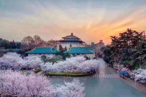 武汉大学的樱花