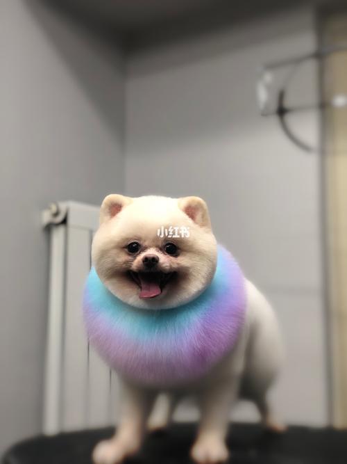 博美贵妇装大变身_博美_宠物_我家宠物好可爱_宠物_狗