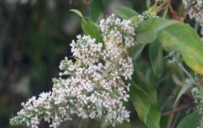 在很久以前,有户人家的院子里长着一棵两丈高的蜜蒙花树.