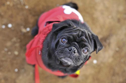 头,无人,站,横图,俯视,室外,特写,白天,草地,草坪,植物,宠物,狗,一条