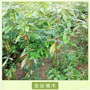 金丝楠木树苗多少钱