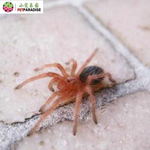另类宠物智利火玫瑰幼苗蜘蛛幼体异宠送全套饲养设备 饲养手册