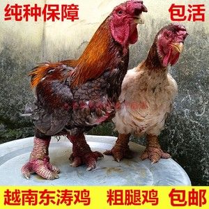 【东涛鸡越南粗腿】东涛鸡越南粗腿品牌,价格 - 阿里巴巴