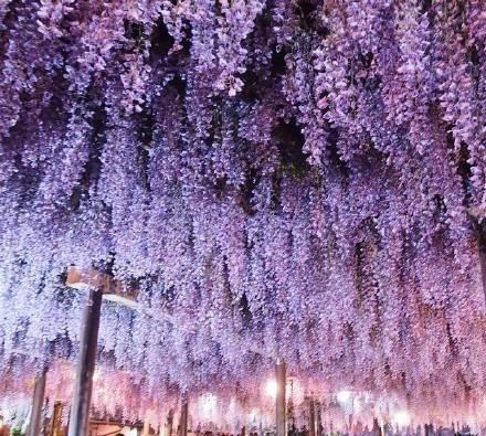 全日本最大的紫藤, 你向往吗?
