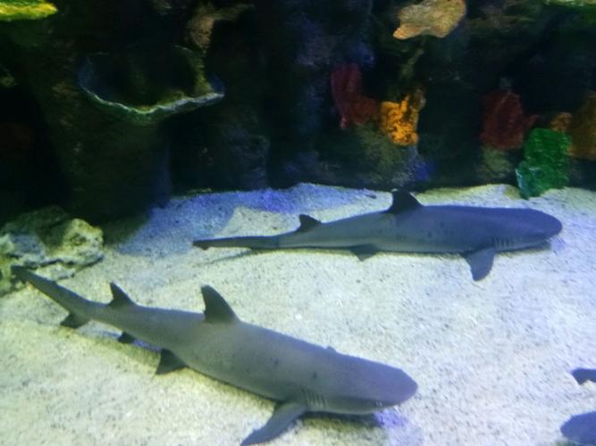 好多鱼,第一次见到鲨鱼,以为看错了,鲨鱼咋这么小.