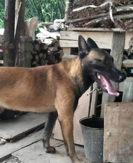 黑红马犬对外配种,面议