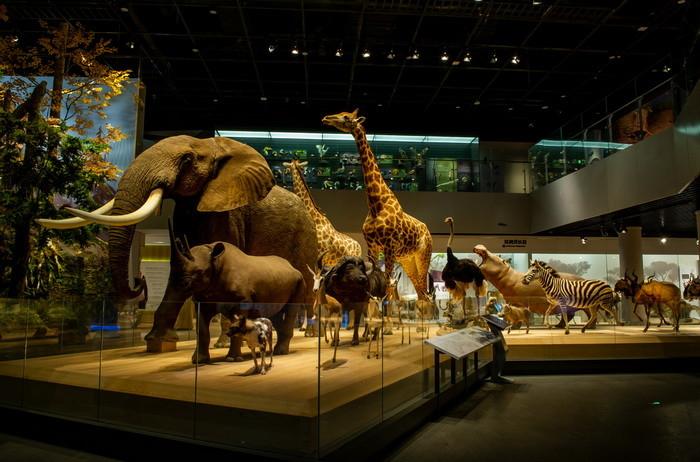 "长在自然中的博物馆"——浙江自然博物院安吉馆