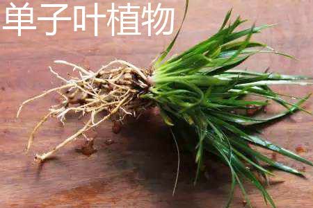 单子叶植物与双子叶植物区别