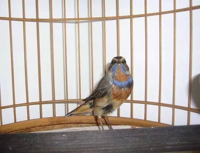 鸟友汇看图识常见的靛颏鸟及其它