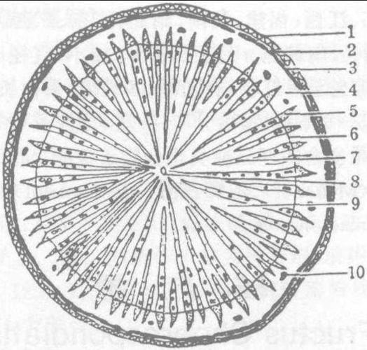图66-2 广防己横切面简图