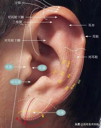 耳朵的后面基本上也是虚掉的,      耳朵的位置接近后脑勺,除了侧面的