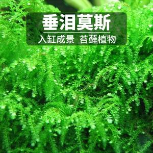 垂泪莫斯 span class=h>活体 /span> span class=h>水草 /span>定植网