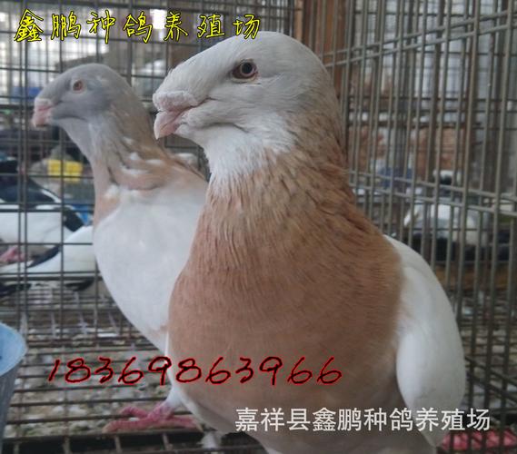 头型鸽蛇头鸽子,头型好,品相好,价格低的观赏鸽
