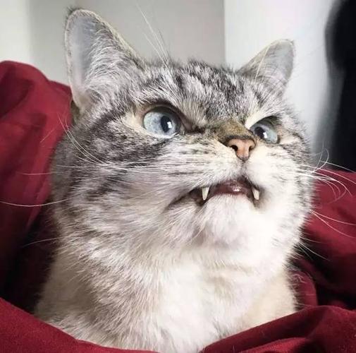 这只拥有突出小虎牙的「吸血鬼猫咪」,已经萌杀了100000 粉丝.